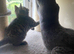 British Shorthair mix Kittens