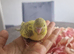 Budgies