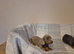 Miniature dachshund 1 blue and tan male left