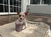 9 weeks old Jack Russel puppy boy