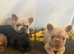 KC French Bulldogs
