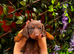 Due to moving house, we are looking for a loving new home for our little Miniature Dachshund girl. ️