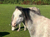 Beautiful 5 year old Welsh section A