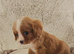 5 King charles cavalier puppies