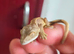 Baby crested geckos