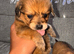 Pomeranian cross Jack Russell