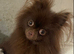Beautiful chocolate Pom