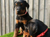Quality European Doberman  - 1 Remaining Female