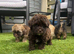 Shihpoo puppies