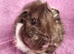 BEAUTIFUL BABY GUINEA PIGS