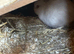 Stunning male and Netherland dwarf