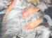 Seal marten Netherland dwarf