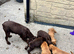 Cocker spaniel puppies