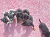 Jack russell puppies