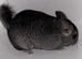 ( Full pedigree ) Standard Baby Chinchilla kits now available