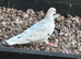 Pigeons for sale