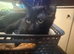 2 female black kittens