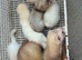 Ferrets