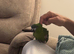 Hahns macaw semi tame