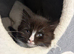 Last adorable long haired male Siamese cross kitten available now. .