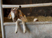 Boer Goat kids for sale