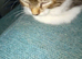 Gorgeous kittens looking for their forever home