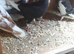 Pigeons