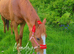 Kindest little filly ive ever known