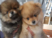 Show quality Pomeranian pups