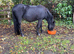 4 year old new forest mare