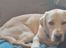 Labrador 1+years