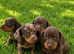 mini dashund