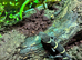 Young Chinese Cave Geckos (Hainanensis)