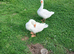 Embden Geese for Sale