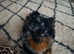 3 year old mearle Pomeranian
