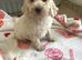 Beautiful bellington x poodle puppies for sale