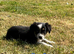 Border Collie Pups