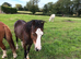 Welsh Section A Colt Bay Pony