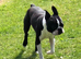 WELL-MARKED BOSTON TERRIER FOR STUD DUTIES