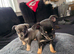 Chihuahua puppies
