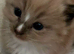 RAGDOLL KINGS