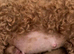 Miniature fox red poodle