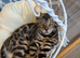 Stunning Silver Charcoal Bengal kitten TICA registered in Essex