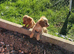 Cocker spaniel puppies