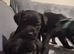 Border Terrier x Patterdale Terrier Puppies