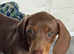Ready to leave KC registered miniature dachshunds
