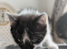 Kittens for sale x 3  all females