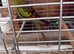 Regency Parrots (Rockpebblers)