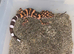 CB24 1.2 Japanese Cave Gecko (G. Orientalis)