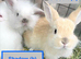 Double Maned Lionheads READY NOW